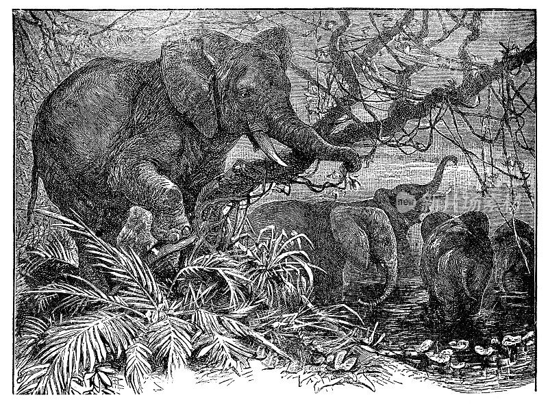 亚洲象(象)- 19世纪